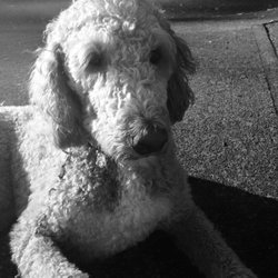 Tiffany Shleifer - Eleete Real Estate - Meet my son Bearit, he's a 6 year old golden-doodle with Addison's disease. what kind of dog do u have?