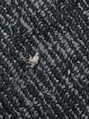 Ohia Waikiki Studio Suites by null