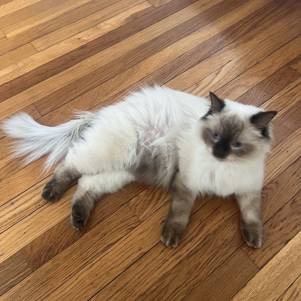 House Call Cat Grooming - Pet Groomers Near Me - Dorchester, Massachusetts House Call Cat Grooming - Pet Groomers Near Me - Dorchester, Massachusetts