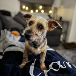 Alpha Dog Grooming Services
