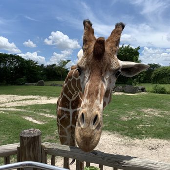 Zoo Miami - Feeding giraffe - Zoos Near Me - Miami, Florida Zoo Miami - Feeding giraffe - Zoos Near Me - Miami, Florida