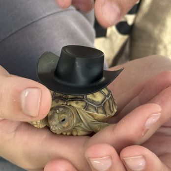 VEG ER for Pets - Timmy in his cowboy hat :) - Emergency Pet Hospital Near Me - Rancho Cucamonga, California VEG ER for Pets - Timmy in his cowboy hat :) - Emergency Pet Hospital Near Me - Rancho Cucamonga, California