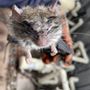 Photo of Fast Gopher Service