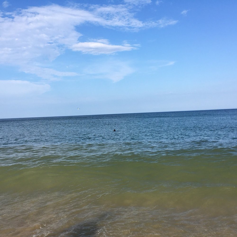Nauset Light Beach - Seal popping up straight ahead. - Beaches Near Me Nauset Light Beach - Seal popping up straight ahead. - Beaches Near Me