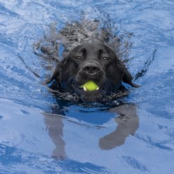 Bush Veterinary Neurology Service - Springfield
