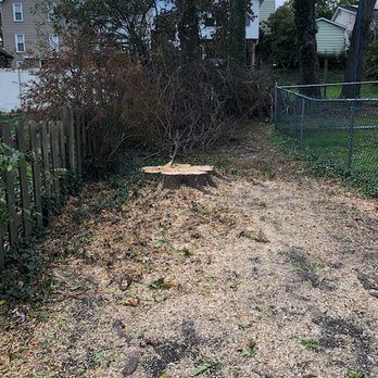 Eugene Barringer Tree Service - Tree Services Near Me Eugene Barringer Tree Service - Tree Services Near Me