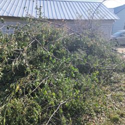 Goodbye Trees