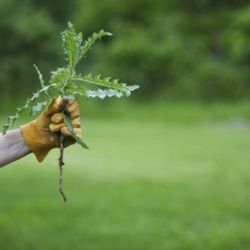 The Man Lawn Care