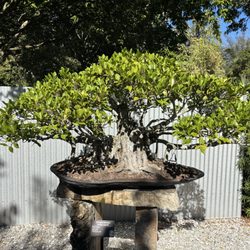 Heathcote Botanical Gardens - Beautiful bonsai