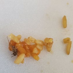 Dragon Express - My son found a roach in his fried rice! When I asked for a refund, the lady asked me if I wanted more food. Seriously?!?!