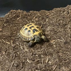 Veterinary Medical Center - Hector