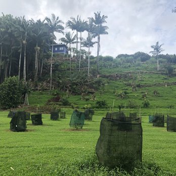 Hamakua Chocolate Farm - Stroll around the property - Chocolatiers & Shops Near Me - Papaikou, Hawaii Hamakua Chocolate Farm - Stroll around the property - Chocolatiers & Shops Near Me - Papaikou, Hawaii