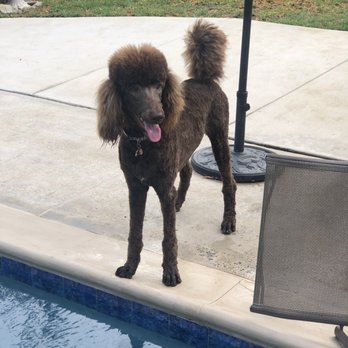 Dog Lodge - Chocolate right after his groom - Pet Sitting Near Me - La Habra, California Dog Lodge - Chocolate right after his groom - Pet Sitting Near Me - La Habra, California