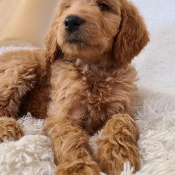California Goldendoodle - Pet Breeders Near Me