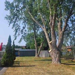 John Wayne's Tree Service - Photo