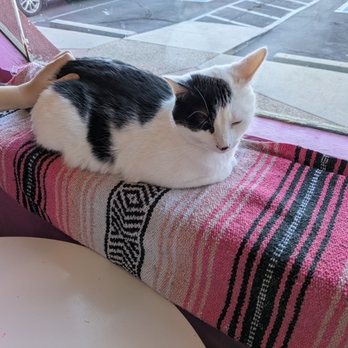El Jefe Cat Lounge - Cuteness!! - Pet Adoption Near Me - Tucson, Arizona El Jefe Cat Lounge - Cuteness!! - Pet Adoption Near Me - Tucson, Arizona