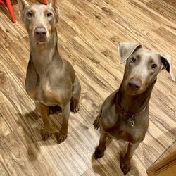 Celina Prosper Pet Sitting - My girls!