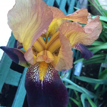 Ofts Bed & Breakfast - Amazing deep colors in this flower! - Bed & Breakfast Near Me - Bennington, Nebraska