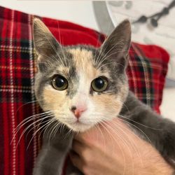 The Purrty Pals Cat Rescue - MOANA
DOB: 07/2024
Female, Spayed
Available for Adoption