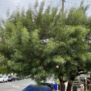 All Access Tree Care - Trees before - Tree Services Near Me - El Cajon, California All Access Tree Care - Trees before - Tree Services Near Me - El Cajon, California