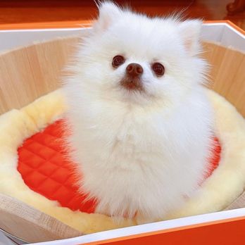 Lnimo - Pet Groomers Near Me - San Mateo , California Lnimo - Pet Groomers Near Me - San Mateo , California