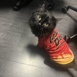 Cat Care Hospital - Cat