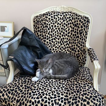 Frank's Perfect Paws - Happy cat! - Pet Groomers Near Me