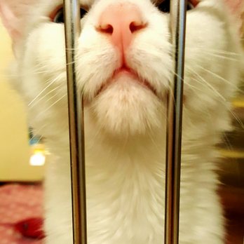 PetSmart - I NEED a Home...CAT Adoptions at PetSmart.. - Pet Stores Near Me - Farmingdale, New York PetSmart - I NEED a Home...CAT Adoptions at PetSmart.. - Pet Stores Near Me - Farmingdale, New York
