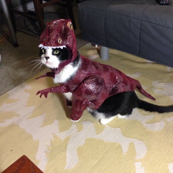 The Vet Set - Fearsome Wedge! 20 lbs of pure terror!! - Veterinarians Near Me - Brooklyn, New York