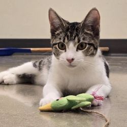 Tomlinson's Feed - Meet Marina at the store: Ready for Adoption - Bold, Bright, & full of Love!