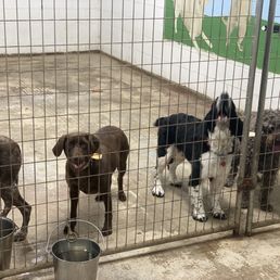 Boarding dogs hanging out in the inside play room.