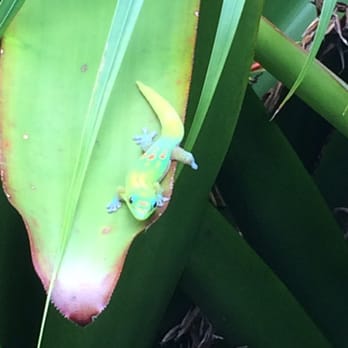 Kona View Estate - Beautiful geckos all around :) - Vacation Rentals Near Me - Holualoa, Hawaii