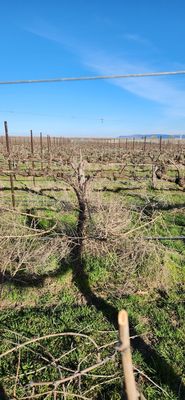 Barrel Springs Winery