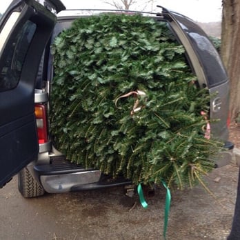 Paul Bunyan's Farm & Nursery - Couldn't even fit it into the trunk! Lol but cut it down myself - Christmas Trees Near Me - Chicopee, Massachusetts