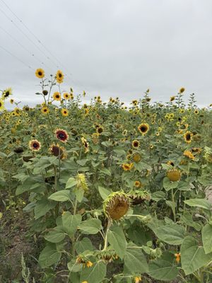 Bella Organic Farm by null