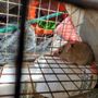 Photo of All Star Animal Removal