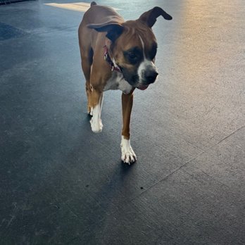 Lucky Buddies Pet Sitting - At day care - Pet Boarding Near Me - San Jose, California Lucky Buddies Pet Sitting - At day care - Pet Boarding Near Me - San Jose, California