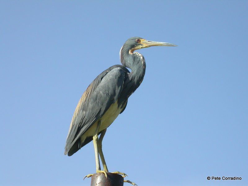 Everglades Day Safari