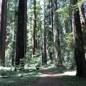 Hendy Woods State Park - Parks Near Me - Philo, California