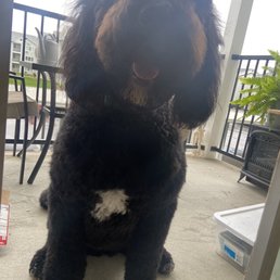 Bernadoodle
