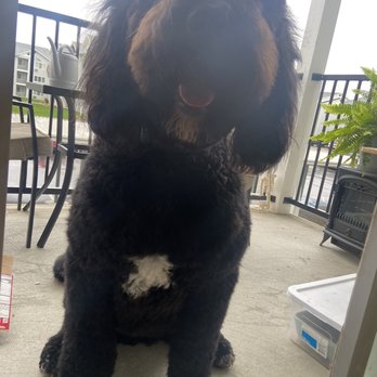 River City Grooming - Bernadoodle - Pet Groomers Near Me - Spokane, Washington