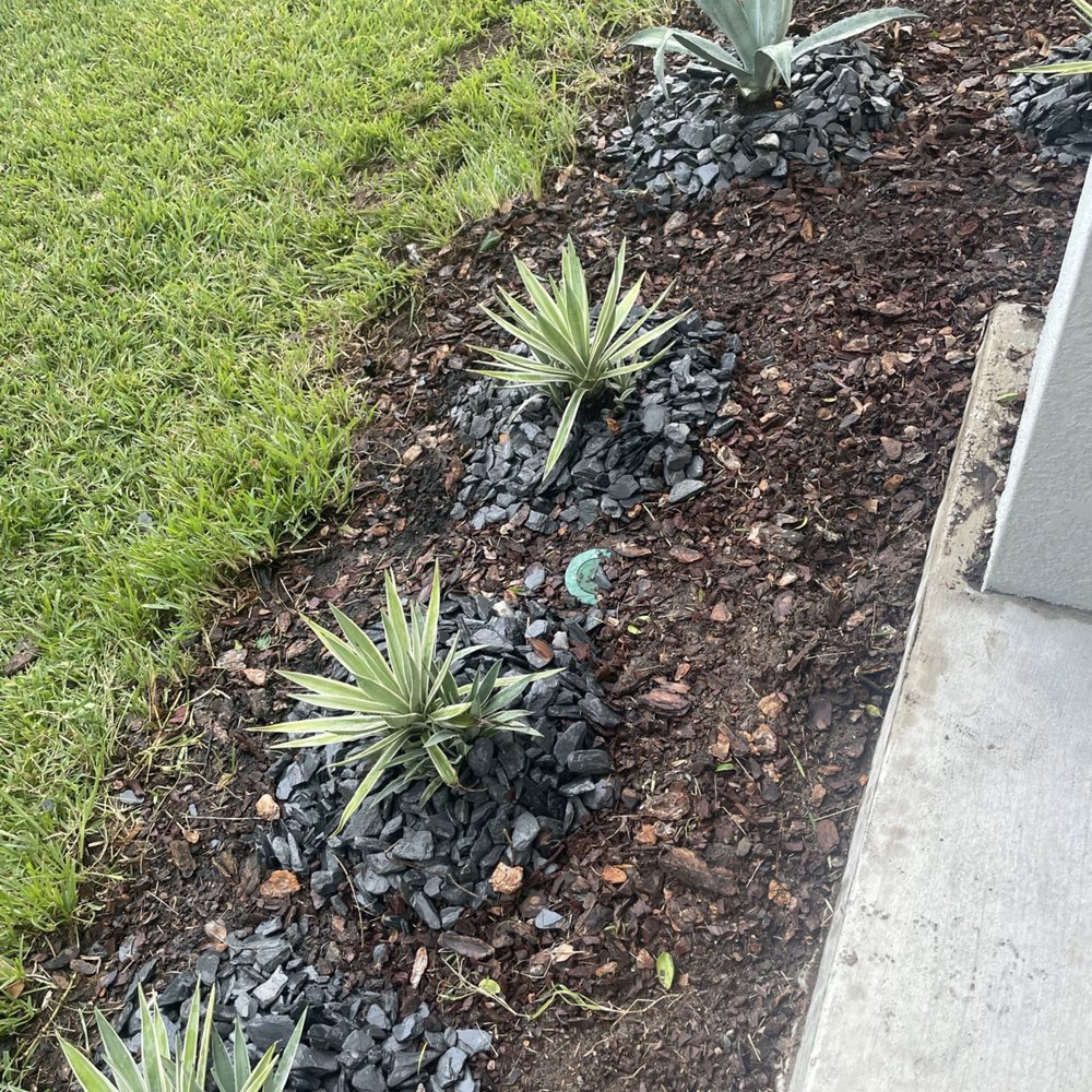 All Clear Landscaping and Tree Service - Tree Services Near Me - Clearwater, Florida