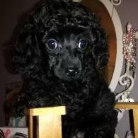 dragonfly toy puppies