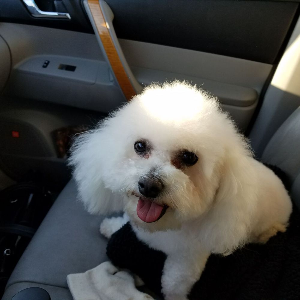 Freshly groomed from precious paws and looking pretty good. Freshly groomed from precious paws and looking pretty good.