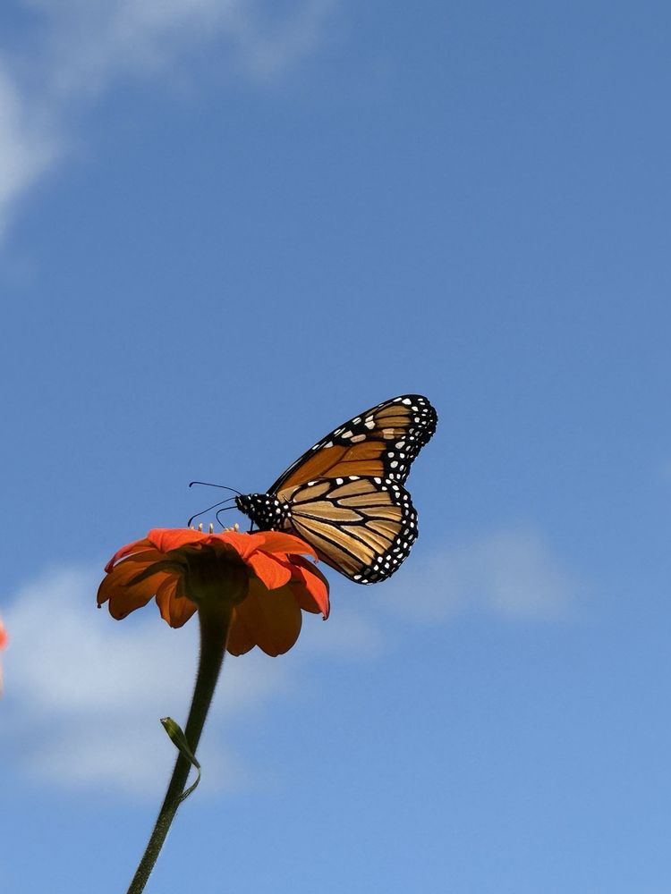 Pineapple Hill Orchard Logo