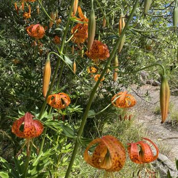 Regional Parks Botanic Garden at Tilden - Botanical Gardens Near Me - Berkeley, California