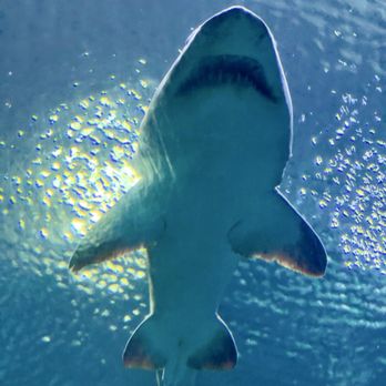 Shark Reef Aquarium at Mandalay Bay - Shark - Aquariums Near Me - Las Vegas, Nevada