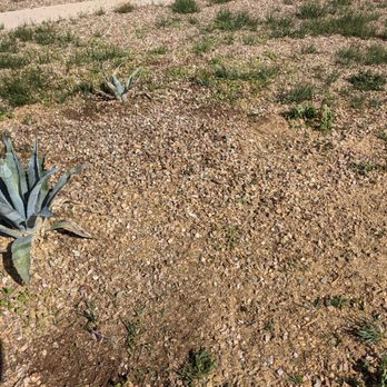 Desert Dirt Rat - a cactus plant in the foreground - Excavation Services Near Me - Tucson, Arizona