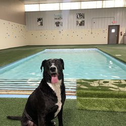 Happy dog by the pool