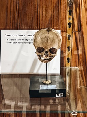 The Mütter Museum at The College of Physicians of Philadelphia by null